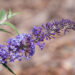 57_9061_Buddleja_davidii_Nanho_Blue_.JPG