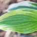 2904_9265_Hosta_Fantabulous_3.JPG