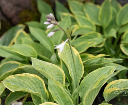 2906_10461_Hosta_Glory_Hallelujah.jpg