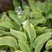 2906_10461_Hosta_Glory_Hallelujah.jpg