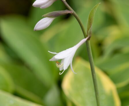 2906_10462_Hosta_Glory_Hallelujah_2.jpg