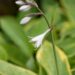 2906_10462_Hosta_Glory_Hallelujah_2.jpg