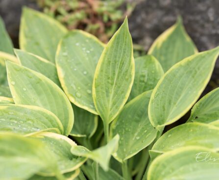 2906_10463_Hosta_Glory_Hallelujah_3.jpg