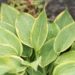 2906_10463_Hosta_Glory_Hallelujah_3.jpg