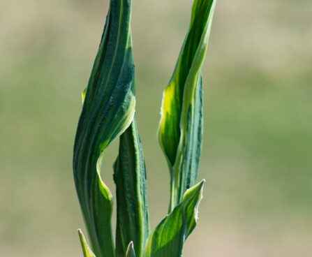 2907_8326_Hosta_Hands_Up.JPG