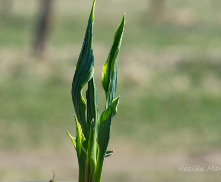 2907_8327_Hosta_Hands_Up_2.JPG