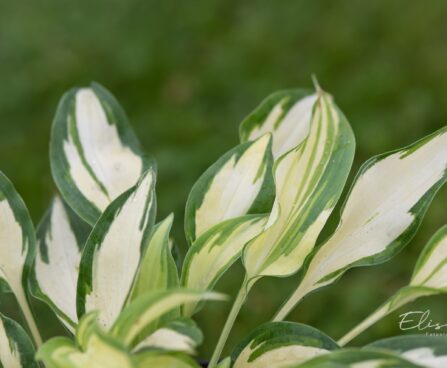 2908_10470_Hosta_Moonstruck_2.jpg