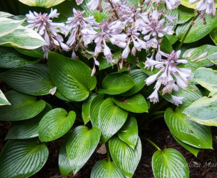 2916_7941_Hosta_tardiana_Devon_Green.JPG