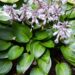 2916_7941_Hosta_tardiana_Devon_Green.JPG