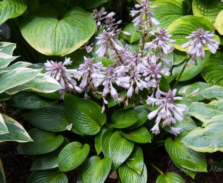 2916_7942_Hosta_tardiana_Devon_Green_2.JPG