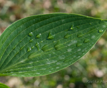 2916_8313_Hosta_tardiana_Devon_Green_2.JPG