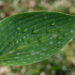 2916_8313_Hosta_tardiana_Devon_Green_2.JPG