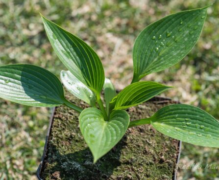 2916_8314_Hosta_tardiana_Devon_Green.JPG