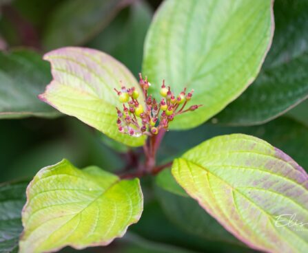 Cornus_alba_siberi_kontpuu.jpg