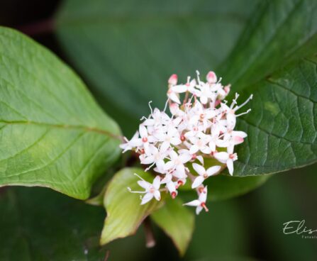 2925_9612_Cornus_alba_siberi_kontpuu_2.jpg