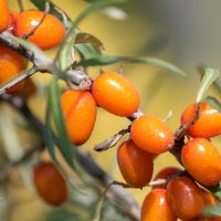 2940_9220_Hippophae_rhamnoides_Trofimovskaja_.JPG