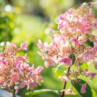 2943_10568_Hydrangea_paniculata_Wims_Red_aed-hortensia.jpg