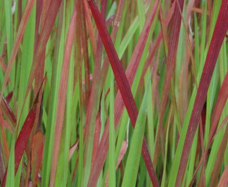 2944_10594_Imperat_cil._Red_Baron_alang-alang.jpg