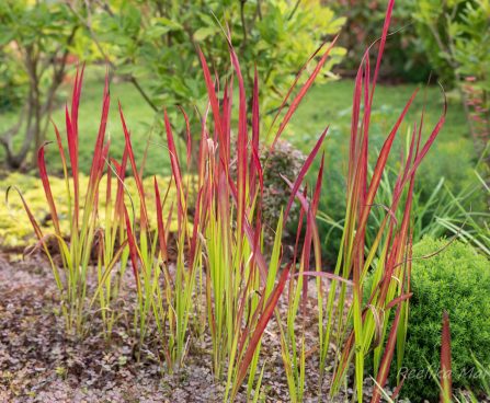 2944_6414_Imperata_cylindrica_Red_Baron.jpg