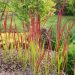 2944_6414_Imperata_cylindrica_Red_Baron.jpg