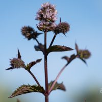 2948_9146_Mentha_piperita_Chocolate_Mint__2.JPG