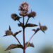 2948_9146_Mentha_piperita_Chocolate_Mint__2.JPG
