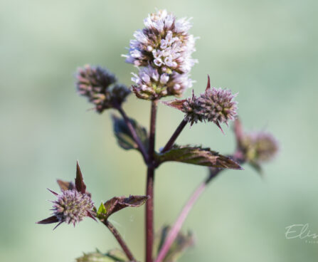 2948_9147_Mentha_piperita_Chocolate_Mint_.JPG