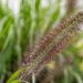 2951_6400_Pennisetum_alopecuroides_Black_Beauty_3.jpg