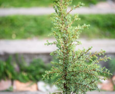 2966_9814_Juniperus_communis_Arnold_har.kadakas.jpg