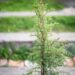2966_9814_Juniperus_communis_Arnold_har.kadakas.jpg