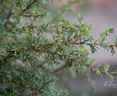 2966_9815_Juniperus_communis_Arnold_har.kadakas_2.jpg