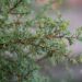 2966_9815_Juniperus_communis_Arnold_har.kadakas_2.jpg