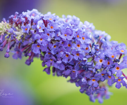 2974_9109_Buddleja_davidii_ADONIS_BLUE_Adokeep_.JPG