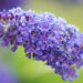 2974_9109_Buddleja_davidii_ADONIS_BLUE_Adokeep_.JPG