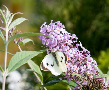 2975_6406_Buddleja_davidii_Gulliver_.jpg