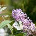 2975_6406_Buddleja_davidii_Gulliver_.jpg