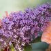 2975_9108_Buddleja_davidii_Gulliver_.JPG