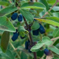 2978_7766_Lonicera_kamtschatica_kuslapuu.JPG