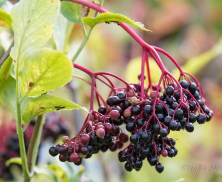 2979_6408_Sambucus_nigra_Obelisk must leeder_.jpg