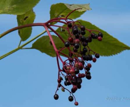 2979_6409_Sambucus_nigra_Obelisk must leeder_1.jpg