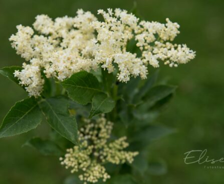 2979_8766_Sambucus_nigra_Obelisk_must leeder.JPG