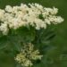 2979_8766_Sambucus_nigra_Obelisk_must leeder.JPG