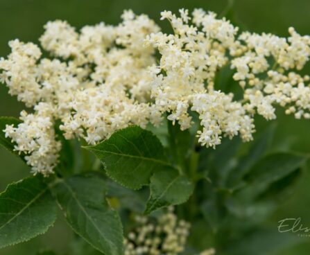 2979_8893_Sambucus_nigra_Obelisk_must leeder_2.JPG