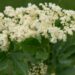 2979_8893_Sambucus_nigra_Obelisk_must leeder_2.JPG