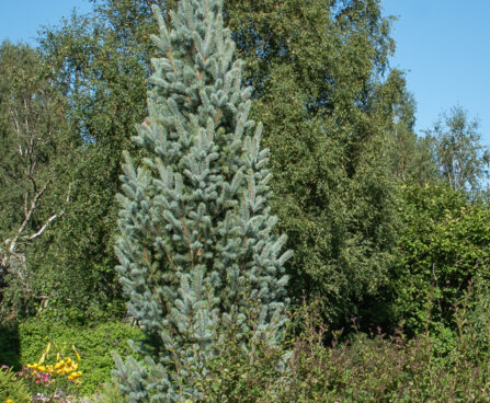 2980_10914_Picea_pungens_Iseli_Fastigiate_torkav_kuusk.jpg