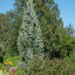 2980_10914_Picea_pungens_Iseli_Fastigiate_torkav_kuusk.jpg
