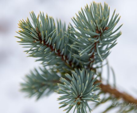 2980_7050_Picea_pungens_Iseli_Fastigiate.JPG
