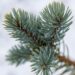 2980_7050_Picea_pungens_Iseli_Fastigiate.JPG
