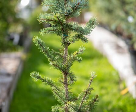 2980_9948_Picea_pungens_Iseli_Fastigiate_torkav_kuusk.jpg