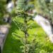 2980_9948_Picea_pungens_Iseli_Fastigiate_torkav_kuusk.jpg